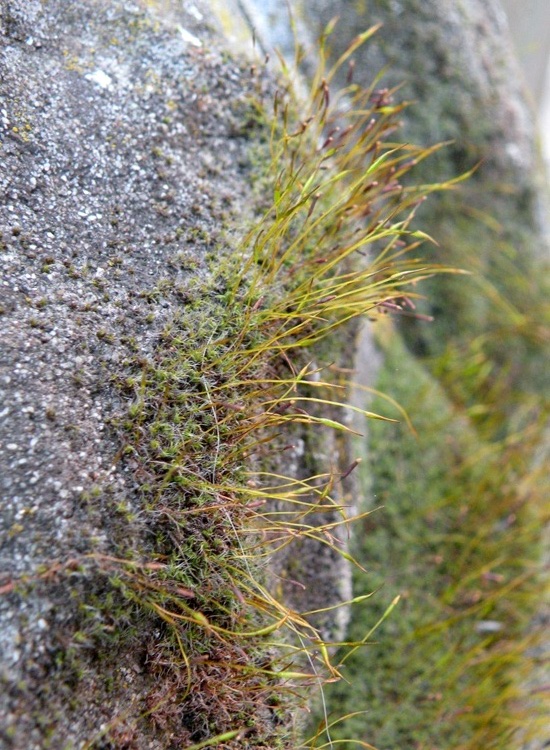 Muschio del muretto: Tortula muralis?